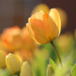 Five Acupuncture Points for Spring